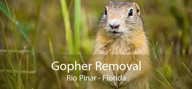 Gopher Removal Rio Pinar - Florida