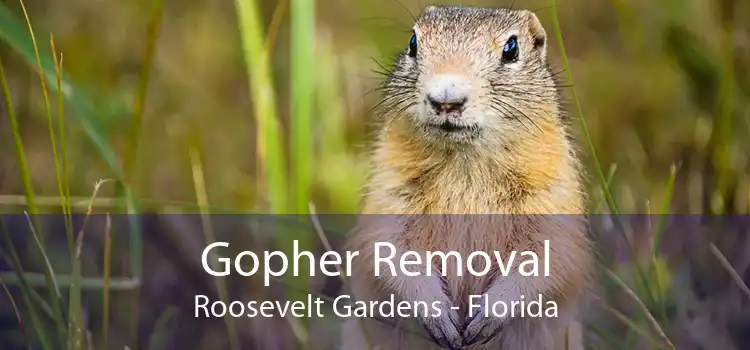 Gopher Removal Roosevelt Gardens - Florida