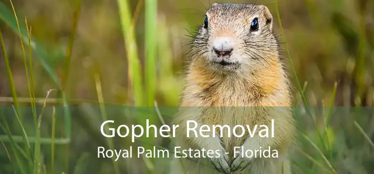 Gopher Removal Royal Palm Estates - Florida
