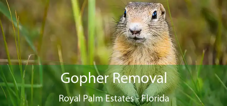 Gopher Removal Royal Palm Estates - Florida