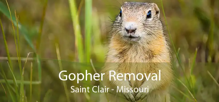 Gopher Removal Saint Clair - Missouri