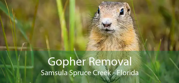 Gopher Removal Samsula Spruce Creek - Florida