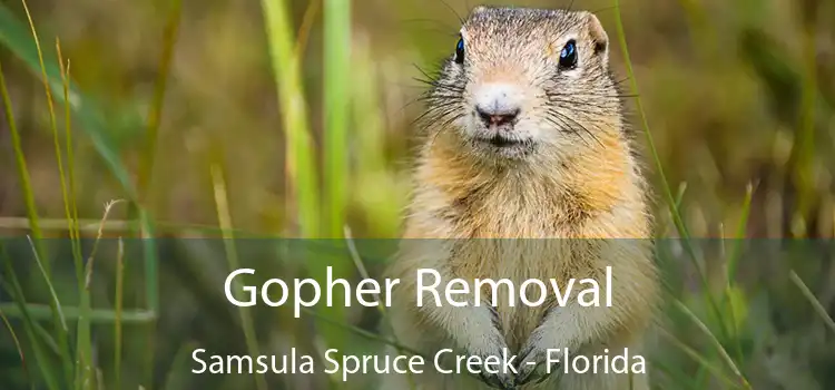 Gopher Removal Samsula Spruce Creek - Florida