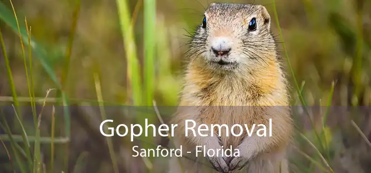 Gopher Removal Sanford - Florida