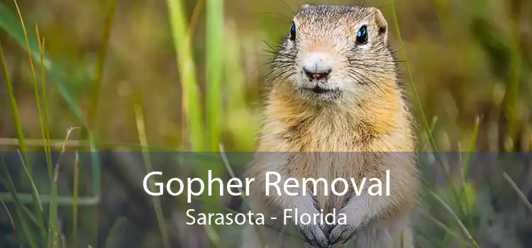 Gopher Removal Sarasota - Florida