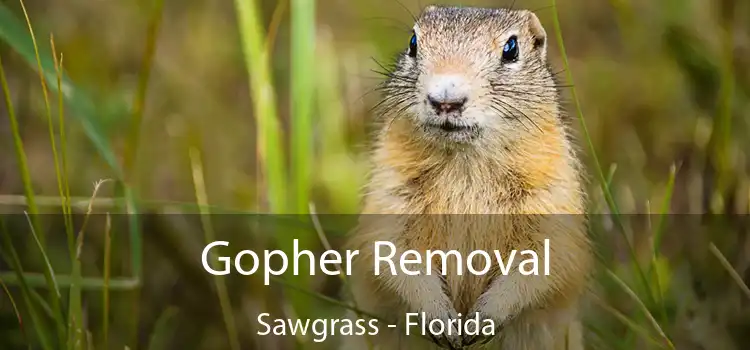 Gopher Removal Sawgrass - Florida