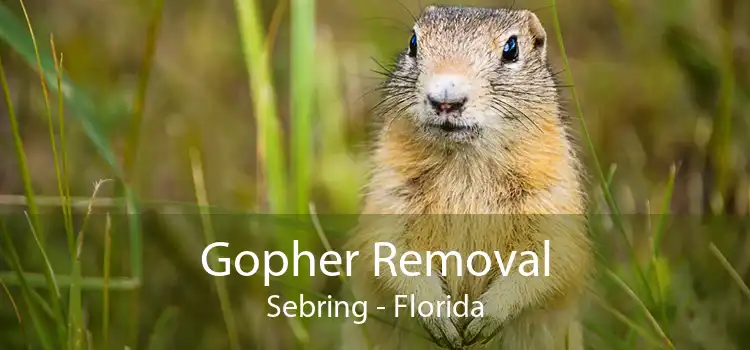 Gopher Removal Sebring - Florida