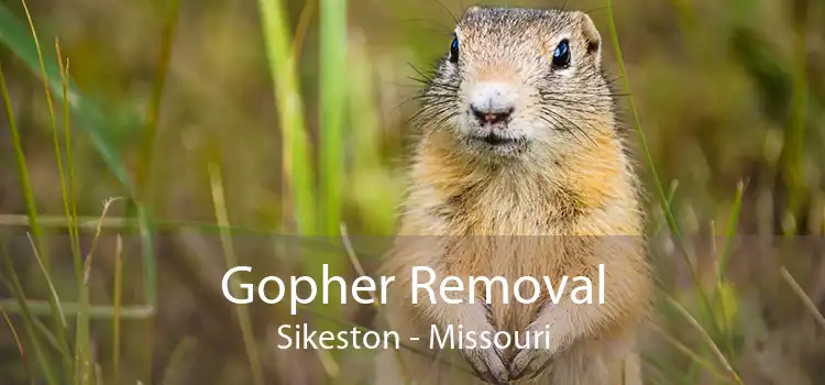 Gopher Removal Sikeston - Missouri
