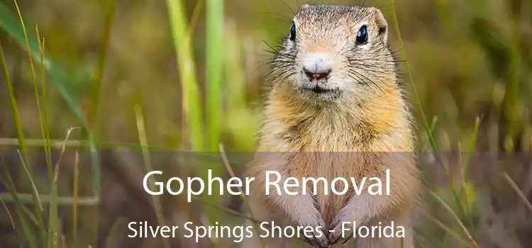 Gopher Removal Silver Springs Shores - Florida