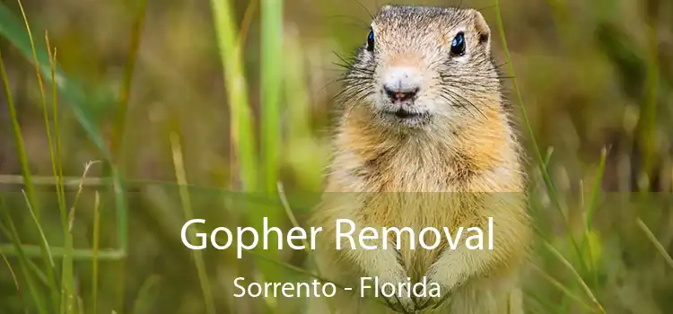 Gopher Removal Sorrento - Florida