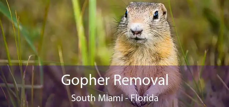 Gopher Removal South Miami - Florida