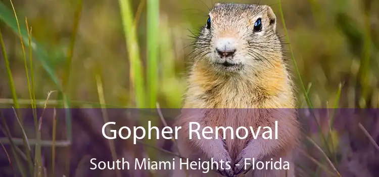 Gopher Removal South Miami Heights - Florida