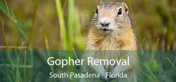 Gopher Removal South Pasadena - Florida