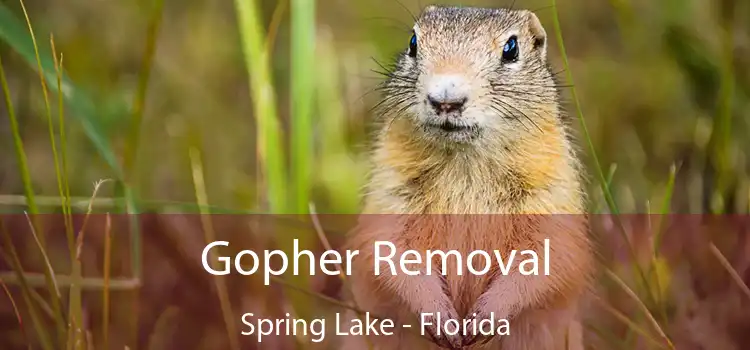 Gopher Removal Spring Lake - Florida