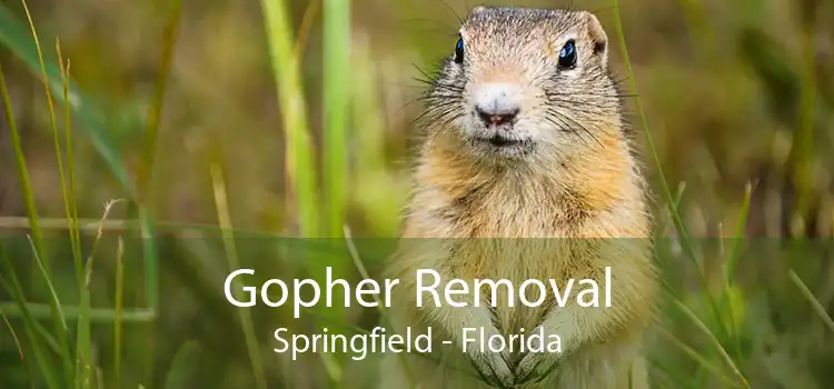 Gopher Removal Springfield - Florida
