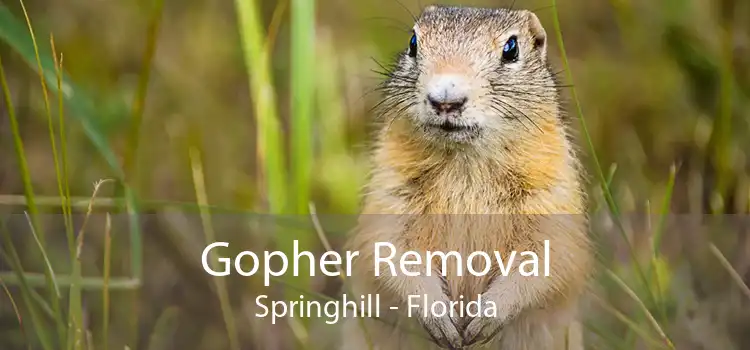 Gopher Removal Springhill - Florida