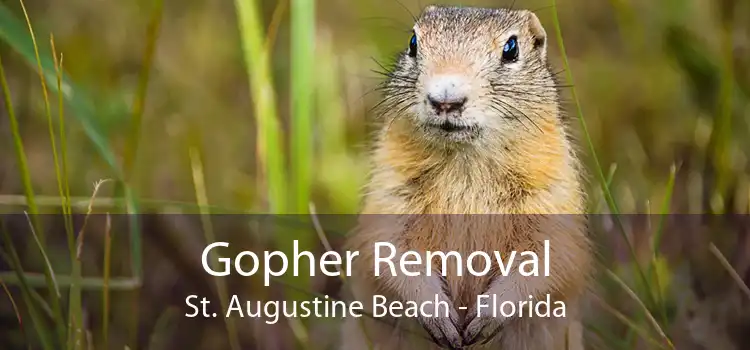 Gopher Removal St. Augustine Beach - Florida
