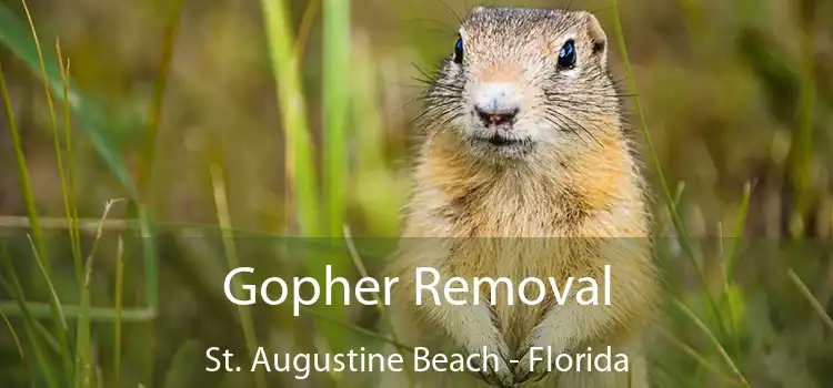 Gopher Removal St. Augustine Beach - Florida