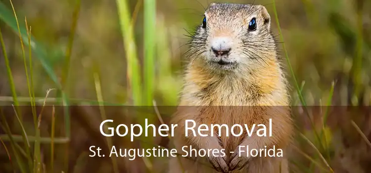 Gopher Removal St. Augustine Shores - Florida