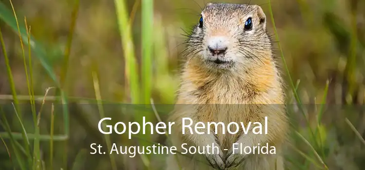 Gopher Removal St. Augustine South - Florida