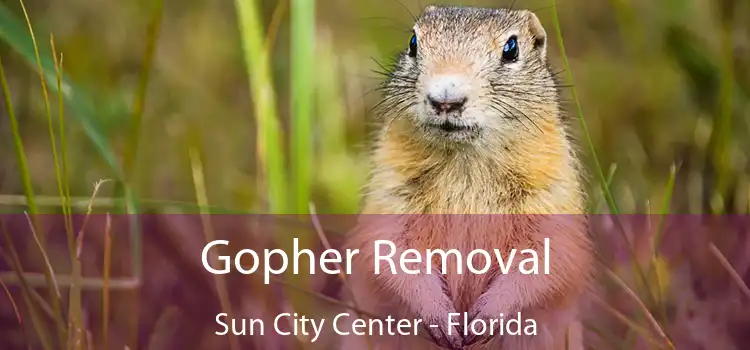 Gopher Removal Sun City Center - Florida