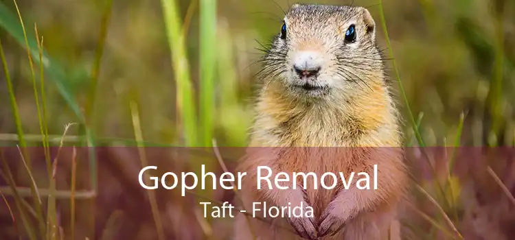 Gopher Removal Taft - Florida