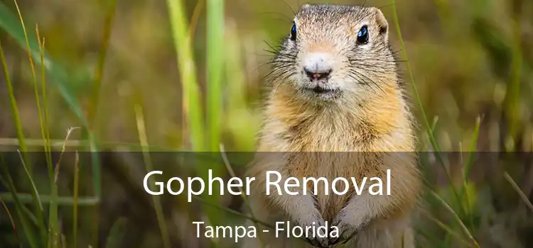 Gopher Removal Tampa - Florida