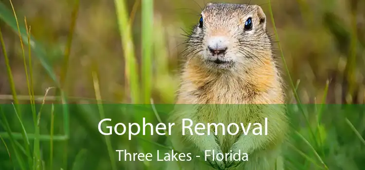 Gopher Removal Three Lakes - Florida