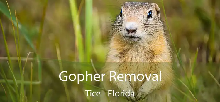 Gopher Removal Tice - Florida