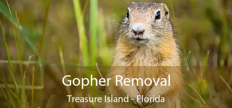 Gopher Removal Treasure Island - Florida