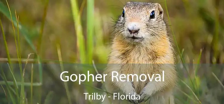 Gopher Removal Trilby - Florida