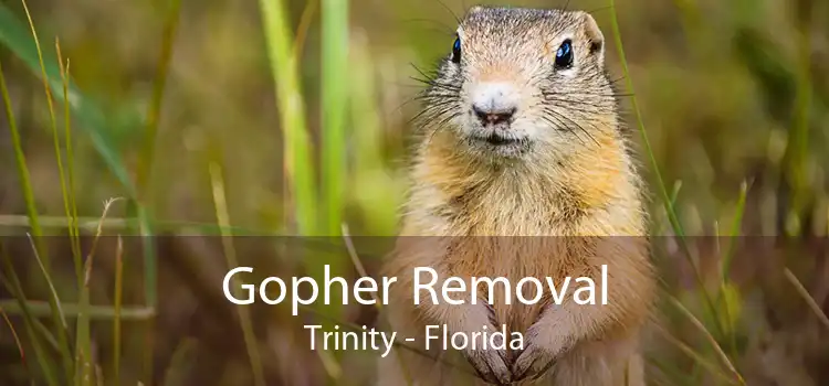 Gopher Removal Trinity - Florida