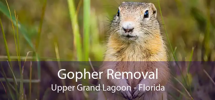 Gopher Removal Upper Grand Lagoon - Florida