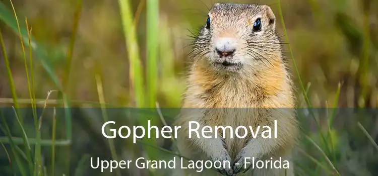 Gopher Removal Upper Grand Lagoon - Florida