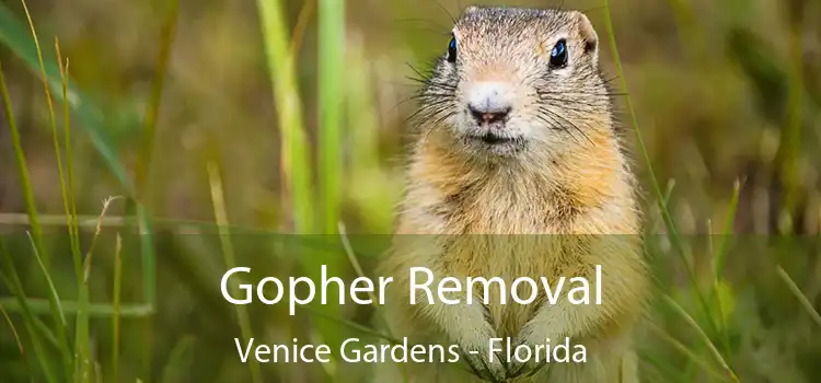 Gopher Removal Venice Gardens - Florida