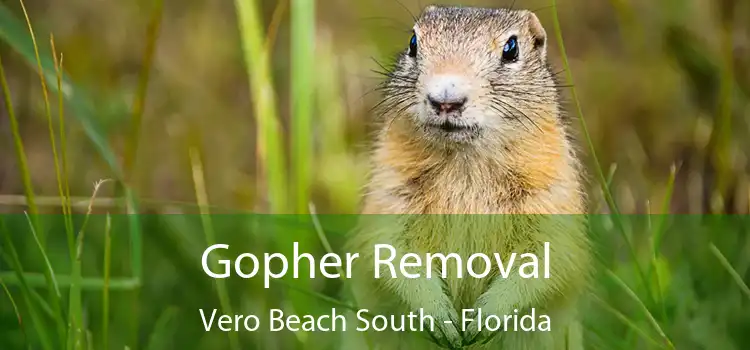 Gopher Removal Vero Beach South - Florida