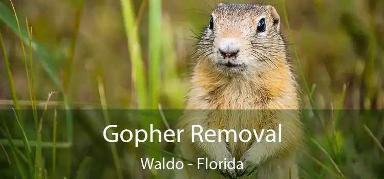 Gopher Removal Waldo - Florida