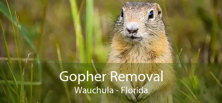Gopher Removal Wauchula - Florida