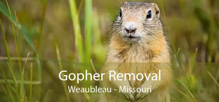 Gopher Removal Weaubleau - Missouri