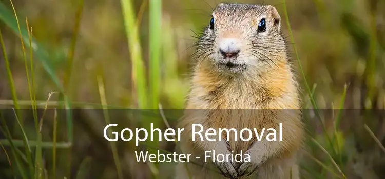 Gopher Removal Webster - Florida