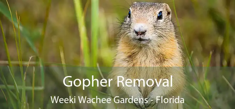 Gopher Removal Weeki Wachee Gardens - Florida