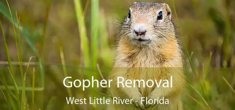Gopher Removal West Little River - Florida