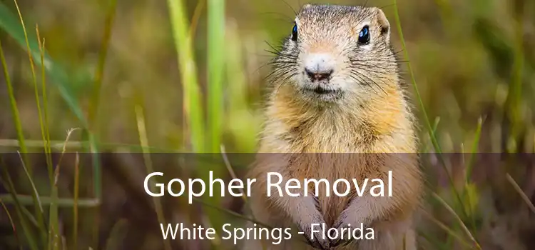 Gopher Removal White Springs - Florida