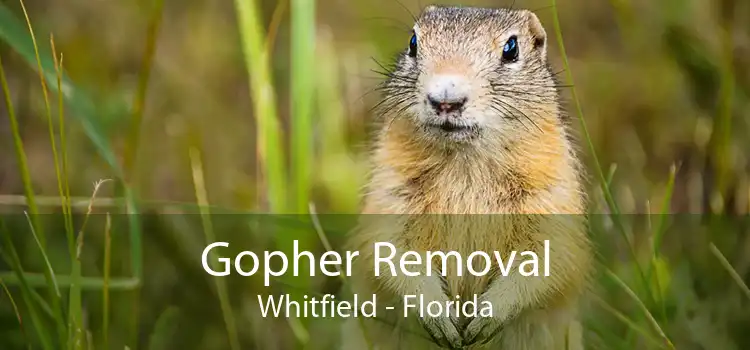 Gopher Removal Whitfield - Florida