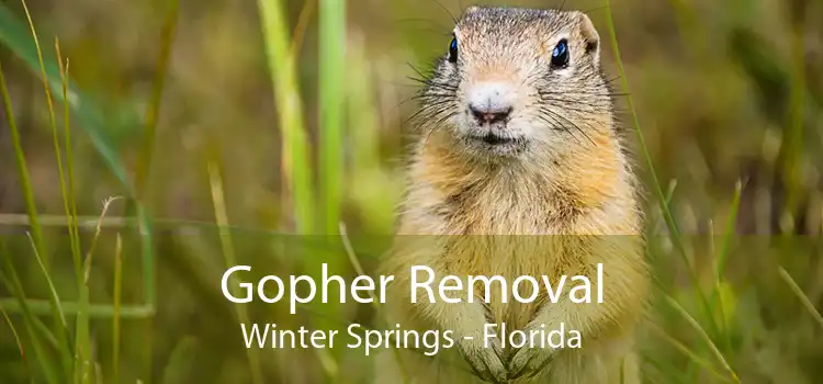 Gopher Removal Winter Springs - Florida