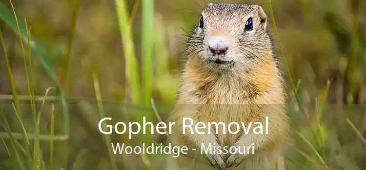 Gopher Removal Wooldridge - Missouri