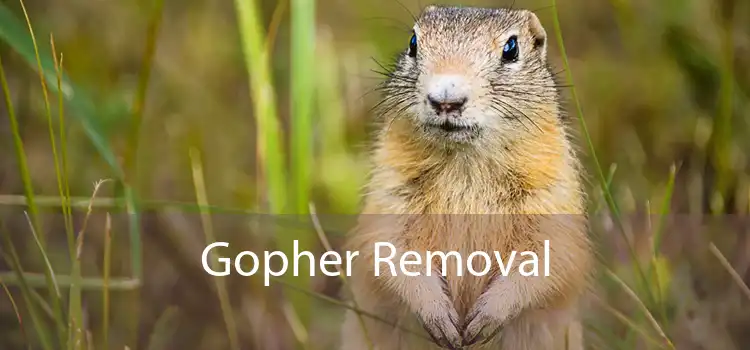 Gopher Removal 
