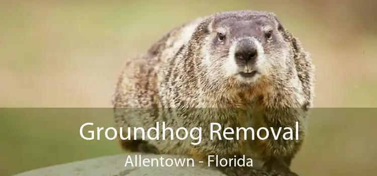 Groundhog Removal Allentown - Florida