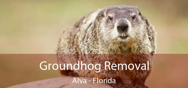 Groundhog Removal Alva - Florida