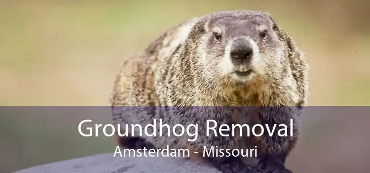 Groundhog Removal Amsterdam - Missouri